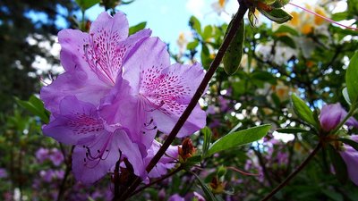 Como Cuidar de Azaleias – Saiba Tudo Sobre o Cultivo da Flor!