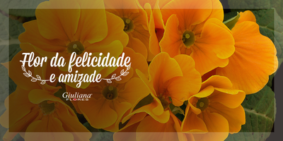 Prímulas – Flor da Felicidade e Amizade