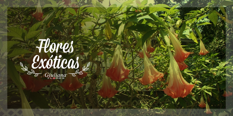 Flores Exóticas – Conheça as que Existem