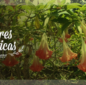 Flores Exóticas – Conheça as que Existem