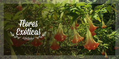 Flores Exóticas – Conheça as que Existem
