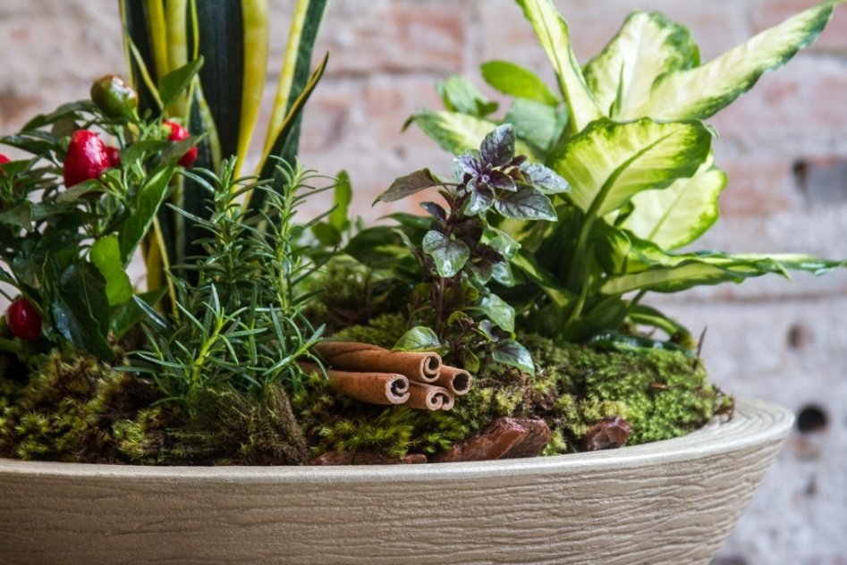 Sete Ervas – Conheça mais Sobre essas Plantas e Saiba como Cultivá-las