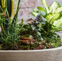Sete Ervas – Conheça mais Sobre essas Plantas e Saiba como Cultivá-las