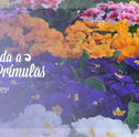 Prímula: Aprenda a Cultivar essa Flor Frágil e Bela