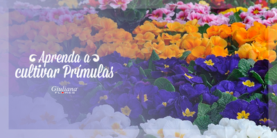 Prímula: Aprenda a Cultivar essa Flor Frágil e Bela