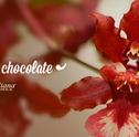 Orquídea Chocolate – Delicadeza e Aroma Marcante