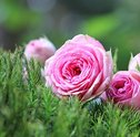 Como Cultivar Minirrosas
