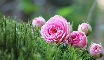Como Cultivar Minirrosas