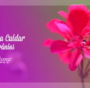 Aprenda a Cuidar de Gerânios