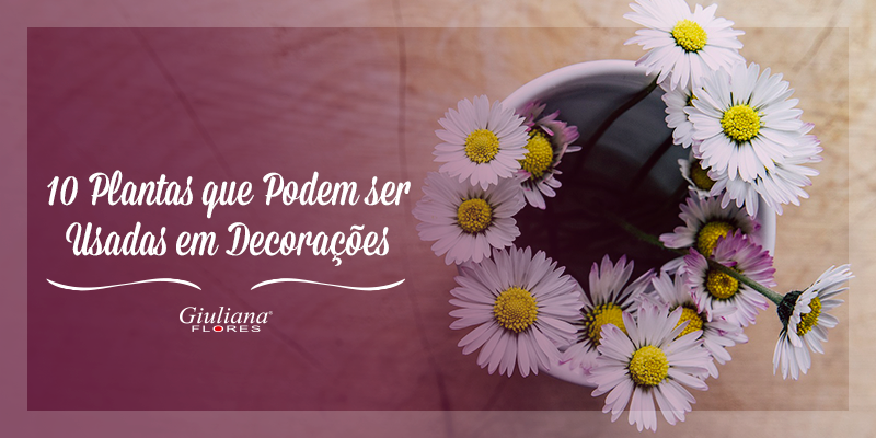 Plantas que Podem ser Usadas em Decorações