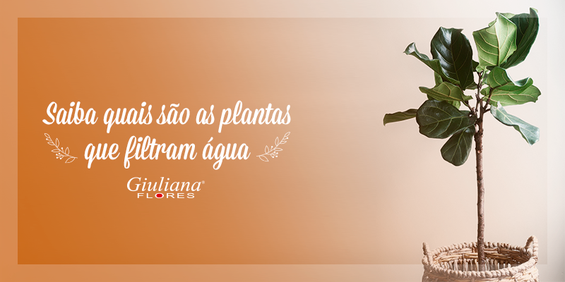 Plantas que Filtram Água – Saiba Quais São