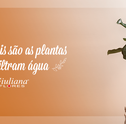 Plantas que Filtram Água – Saiba Quais São