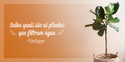 Plantas que Filtram Água – Saiba Quais São