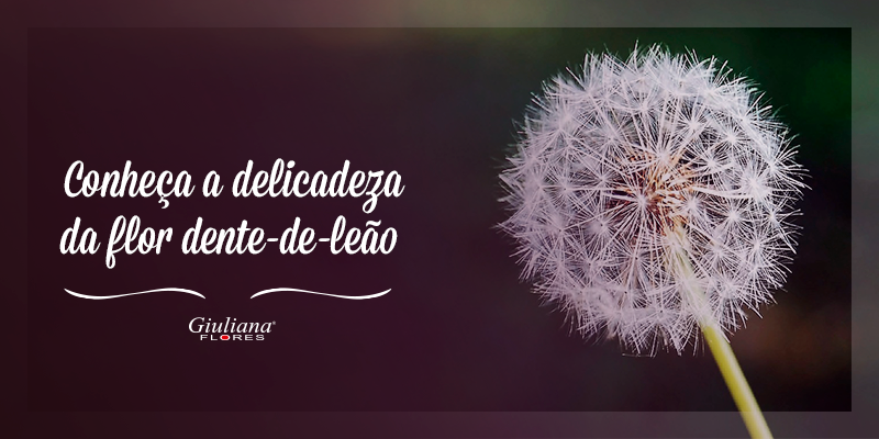 Flor Dente-de-Leão: Conheça sua Delicadeza