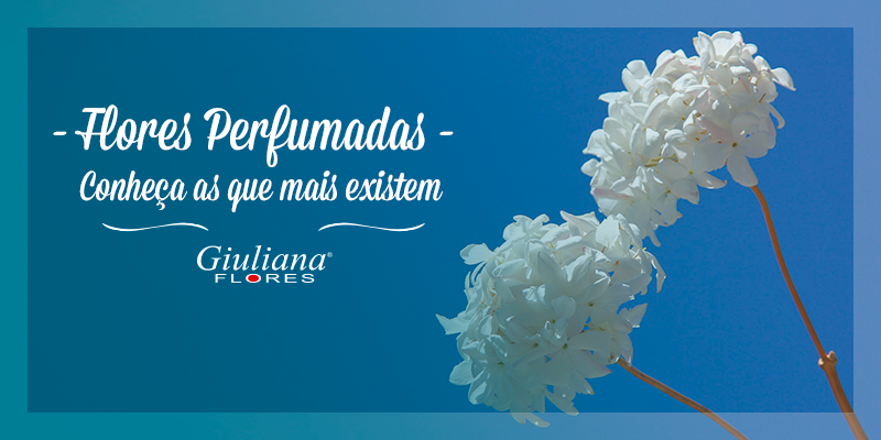 Flores Perfumadas – Conheça Quais Existem