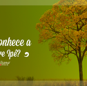 Árvore Ipê: Conheça Essa Espécie Encantadora
