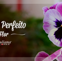 Amor-Perfeito: Características, Origem e Muito mais