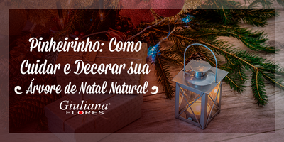 Pinheirinho: Como Cuidar e Decorar sua Árvore de Natal Natural