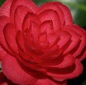 Camélia — Saiba Tudo Sobre a Flor da Fidelidade