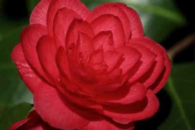 Camélia — Saiba Tudo Sobre a Flor da Fidelidade