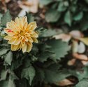 Blog da Giu | Veja como cuidar de bromélias