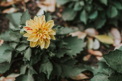 Blog da Giu | Veja como cuidar de bromélias