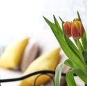 Flores Para o Quarto – Saiba Como Decorar