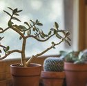 Plantas Para Ambientes Fechados e Escuros: Conheça-as!