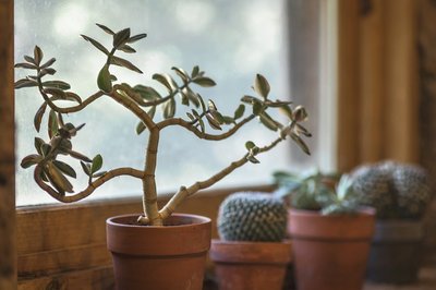 Plantas Para Ambientes Fechados e Escuros: Conheça-as!