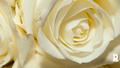 Significado da Rosa Branca e suas Lendas