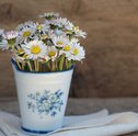 Flores Brancas Para o Réveillon para enfeitar a casa