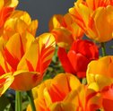 Conheça as melhores flores do verão para decorar a sua casa