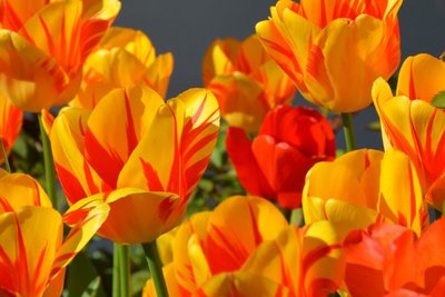 Conheça as melhores flores do verão para decorar a sua casa