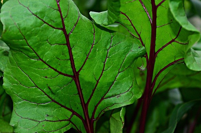 Alporquia: Conheça o Método de Reprodução de Plantas