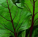 Alporquia: Conheça o Método de Reprodução de Plantas