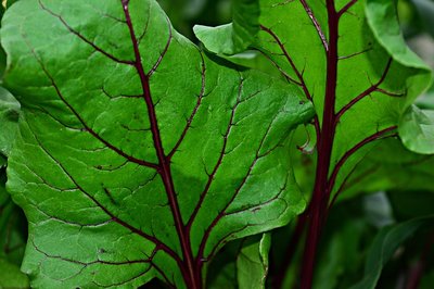 Alporquia: Conheça o Método de Reprodução de Plantas
