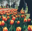 Aprenda como cuidar de tulipas em casa