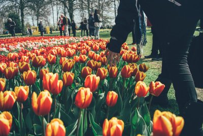 Aprenda como cuidar de tulipas em casa