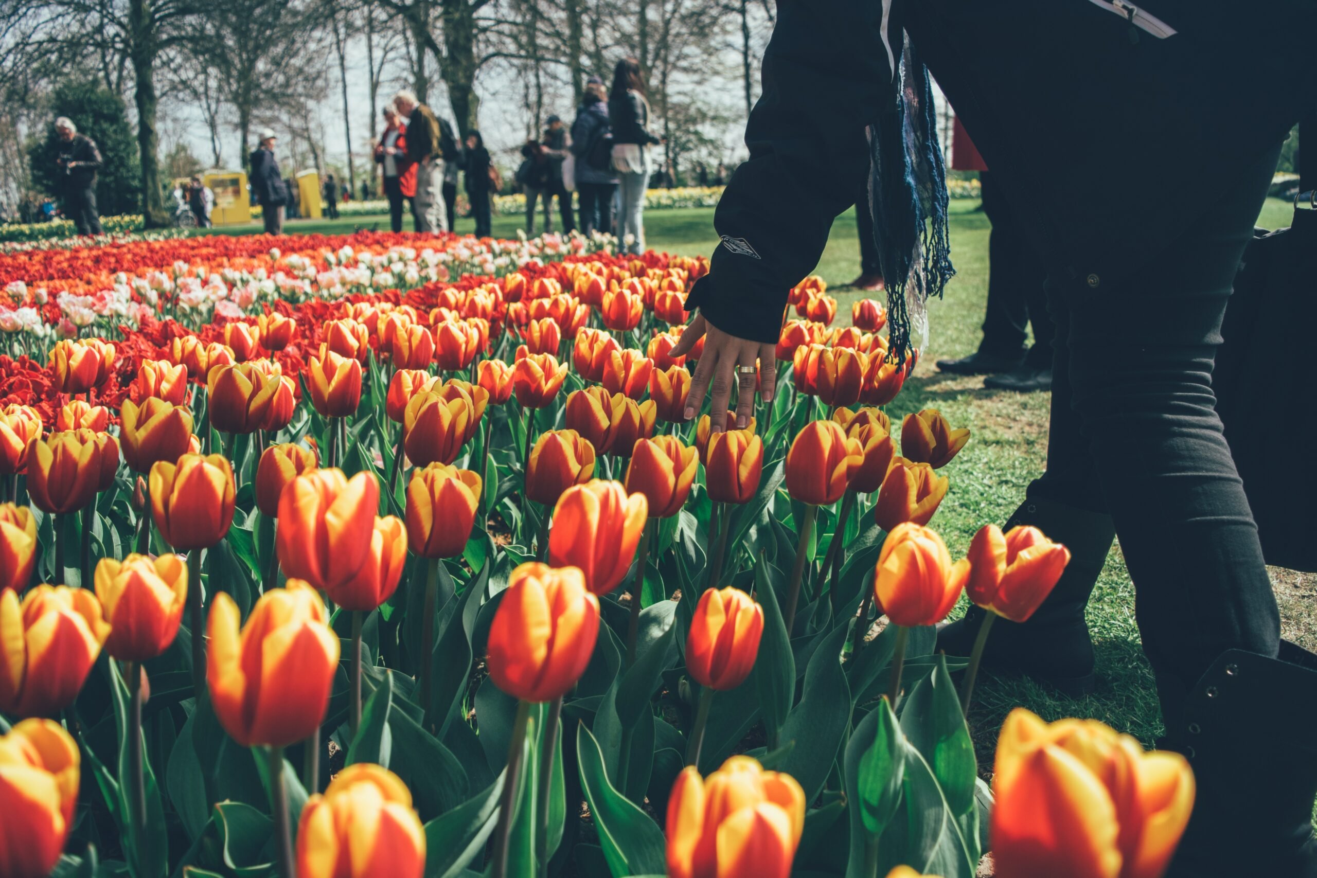 Aprenda como cuidar de tulipas em casa