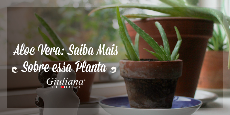 Aloe Vera: Saiba Mais Sobre Essa Planta