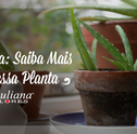 Aloe Vera: Saiba Mais Sobre Essa Planta