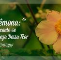 Anêmonas: Encante-se Pela Beleza Dessas Flores