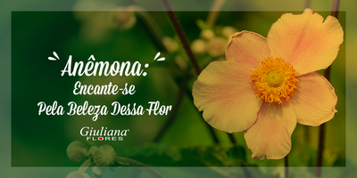 Anêmonas: Encante-se Pela Beleza Dessas Flores