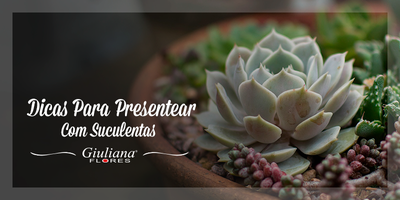 Dicas Para Presentear Com Suculentas