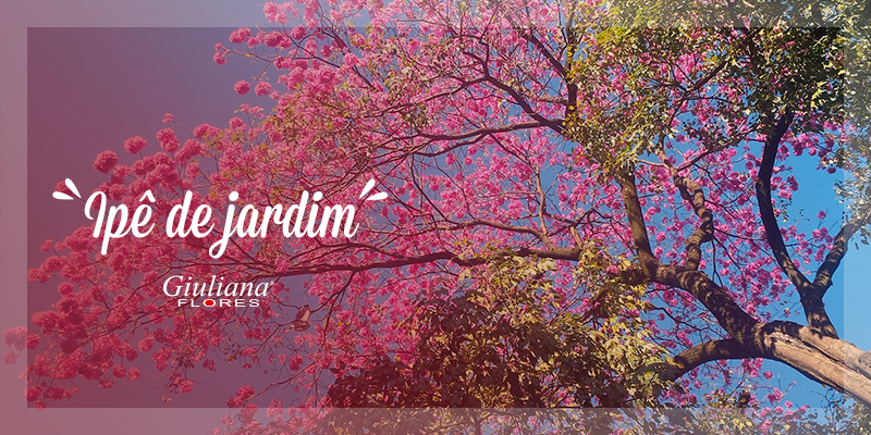Conheça o Charme do Ipê-de-jardim