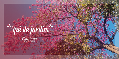 Conheça o Charme do Ipê-de-jardim