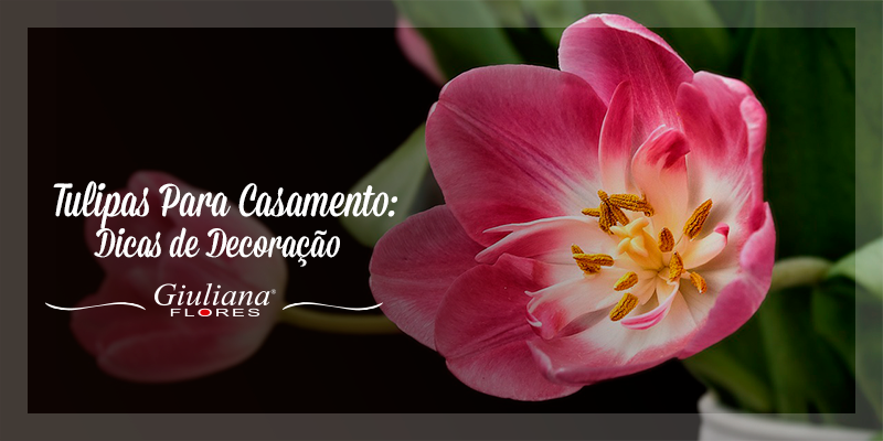 Tulipas para Casamentos: Dicas de Decoração