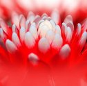 Conheça as Bromélias — Plantas Fortes e Resistentes