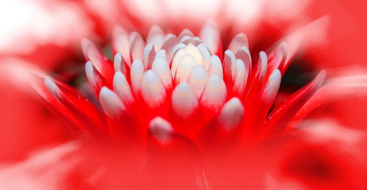 Conheça as Bromélias — Plantas Fortes e Resistentes