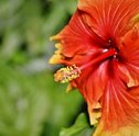 Hibisco: conheça essa linda flor tropical